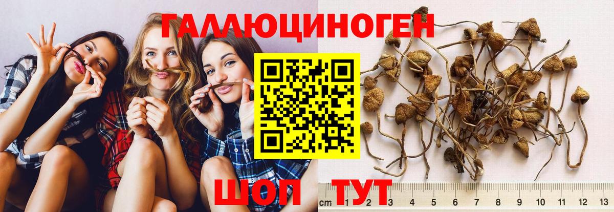 Псилоцибиновые грибы Psilocybe Иваново